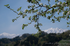林檎の花が咲く里山の春