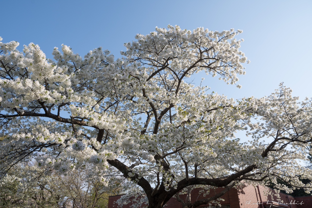 満開 大島桜