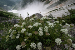 雪渓の花壇