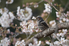 鎌倉・桜だより