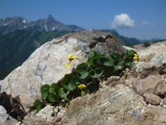 稜線の花、木花の駒の爪