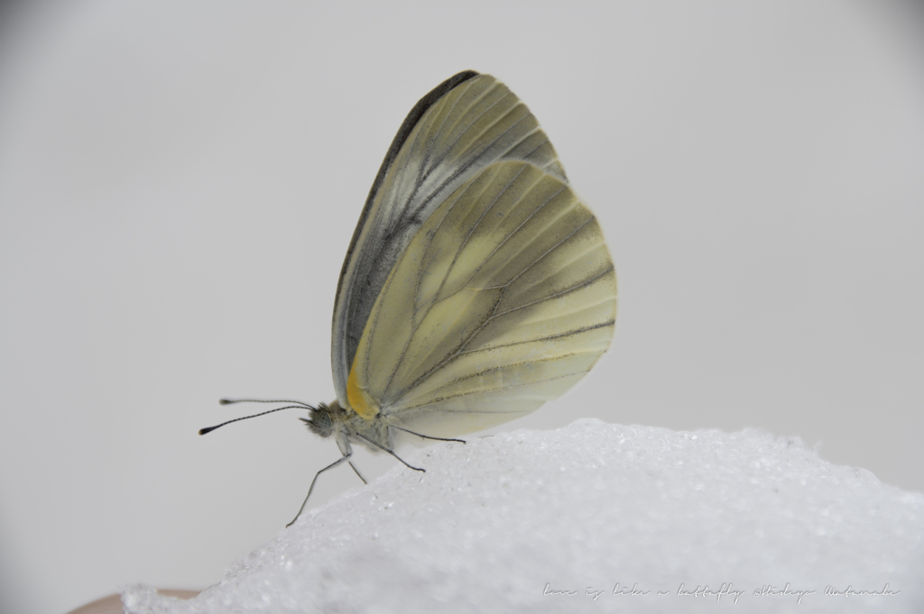 雪渓に迷い込んだモンシロチョウではなくスジグロチョウのようです。が。