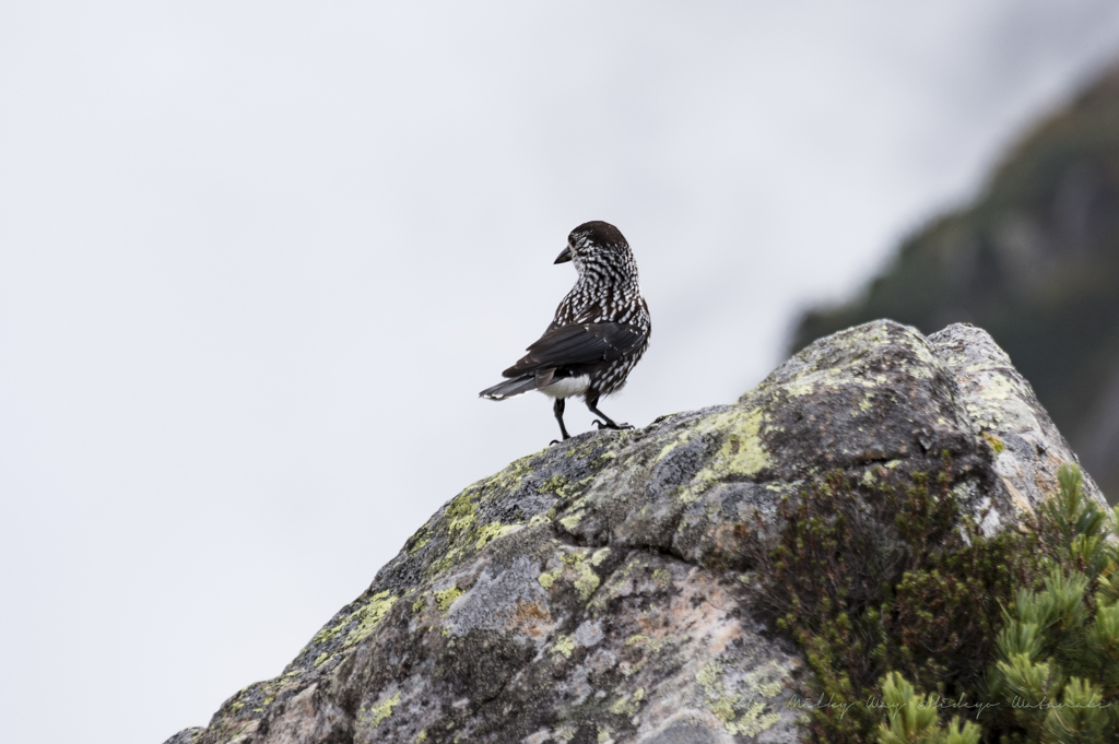 笠ヶ岳への稜線歩き