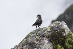 笠ヶ岳への稜線歩き