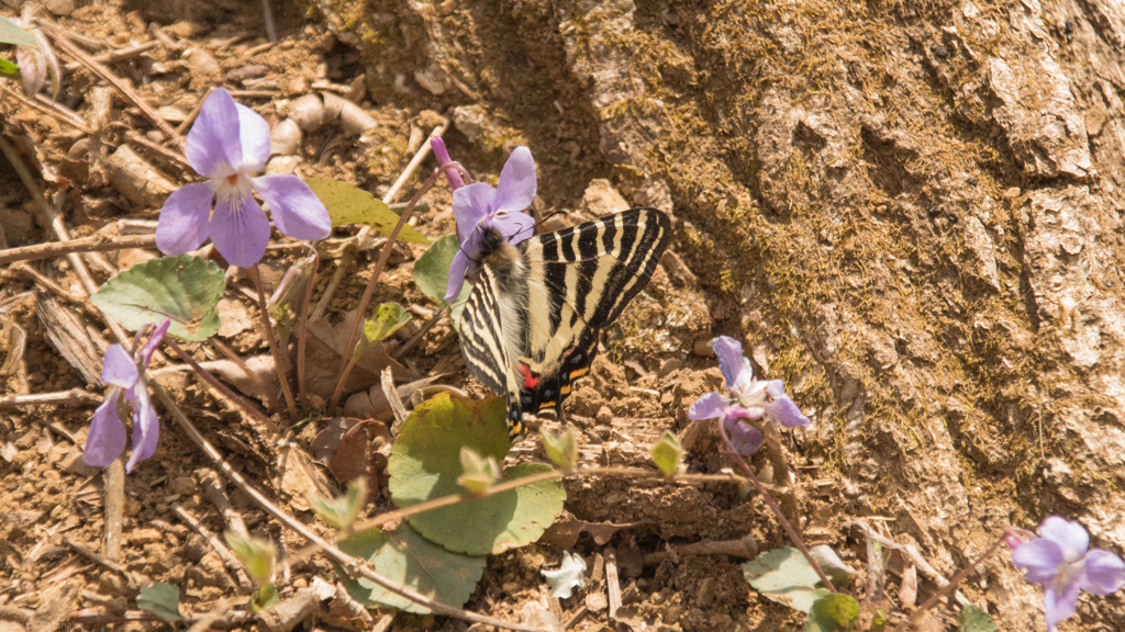 タチツボスミレで食事のギフチョウ