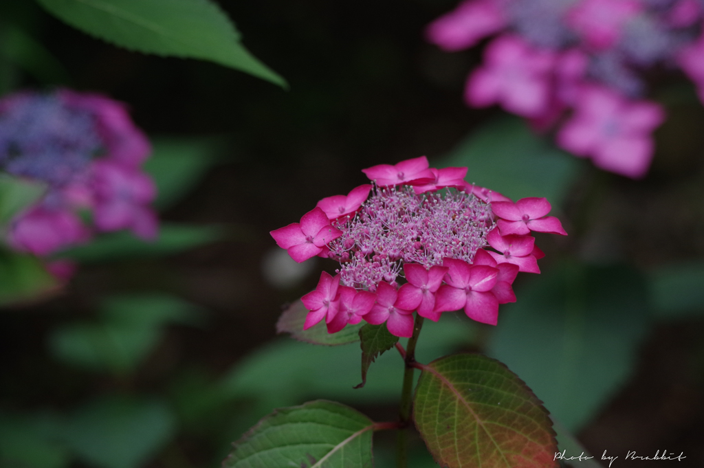 つゆ入りまえ　開花