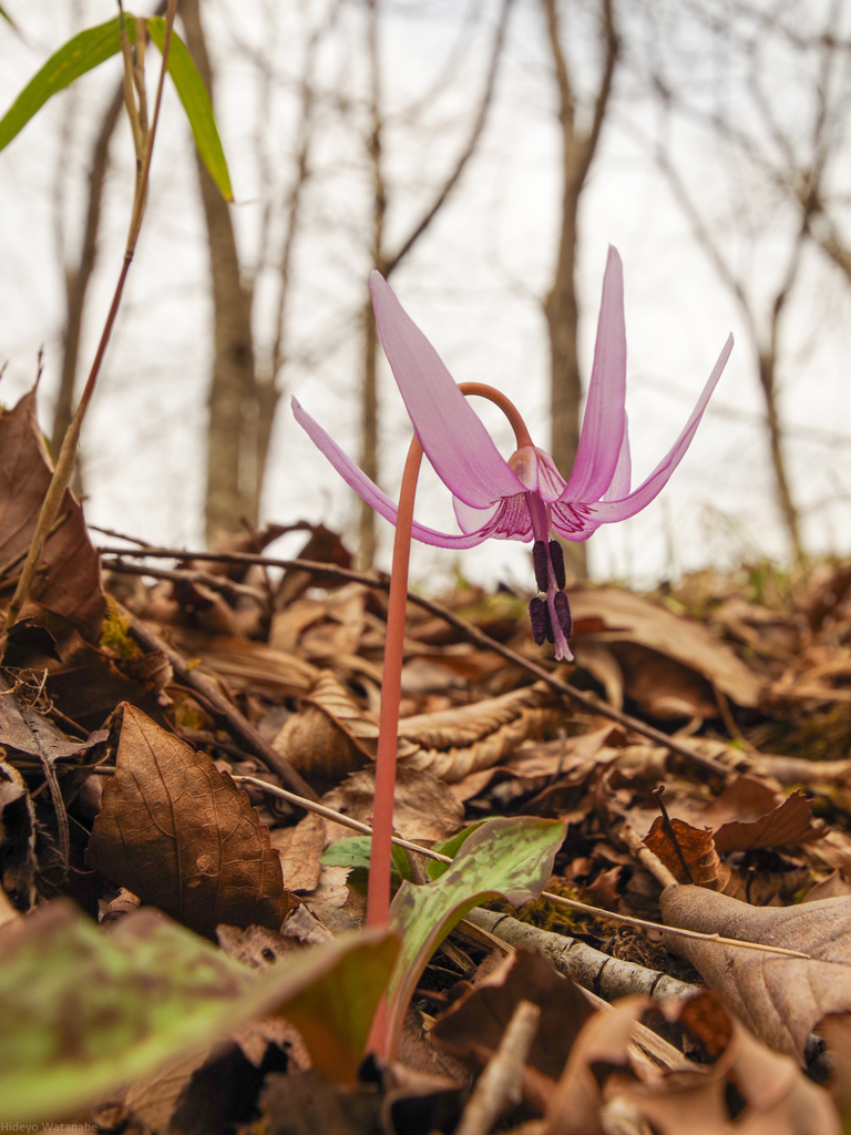 カタクリ　里山の春