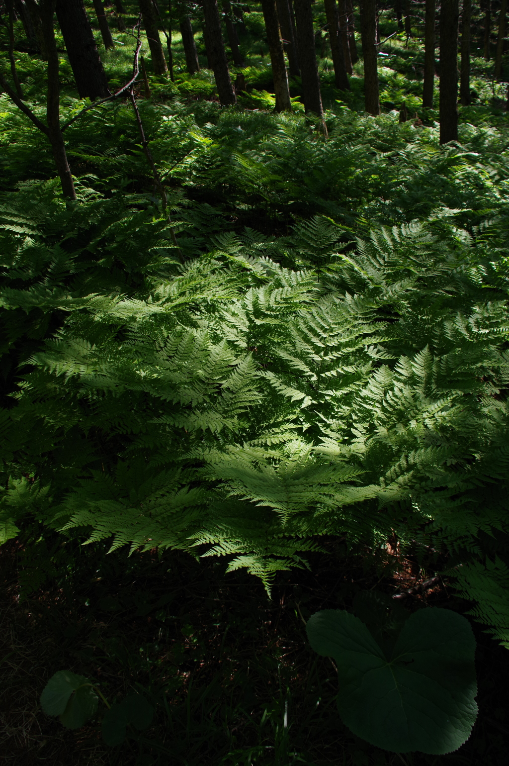 シダの輝き