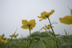 お天道様を待つシナノキンバイ
