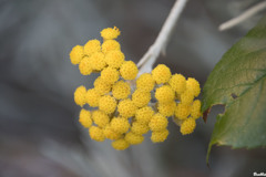 黄色い花は