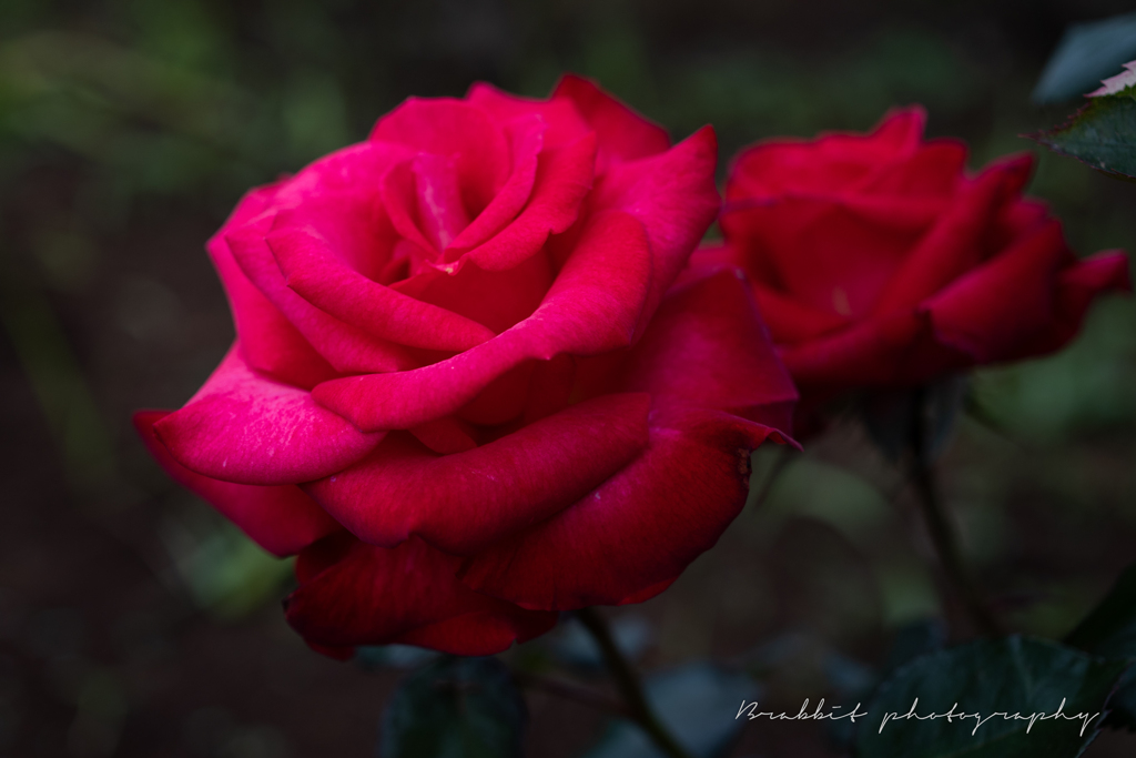 薔薇への思い