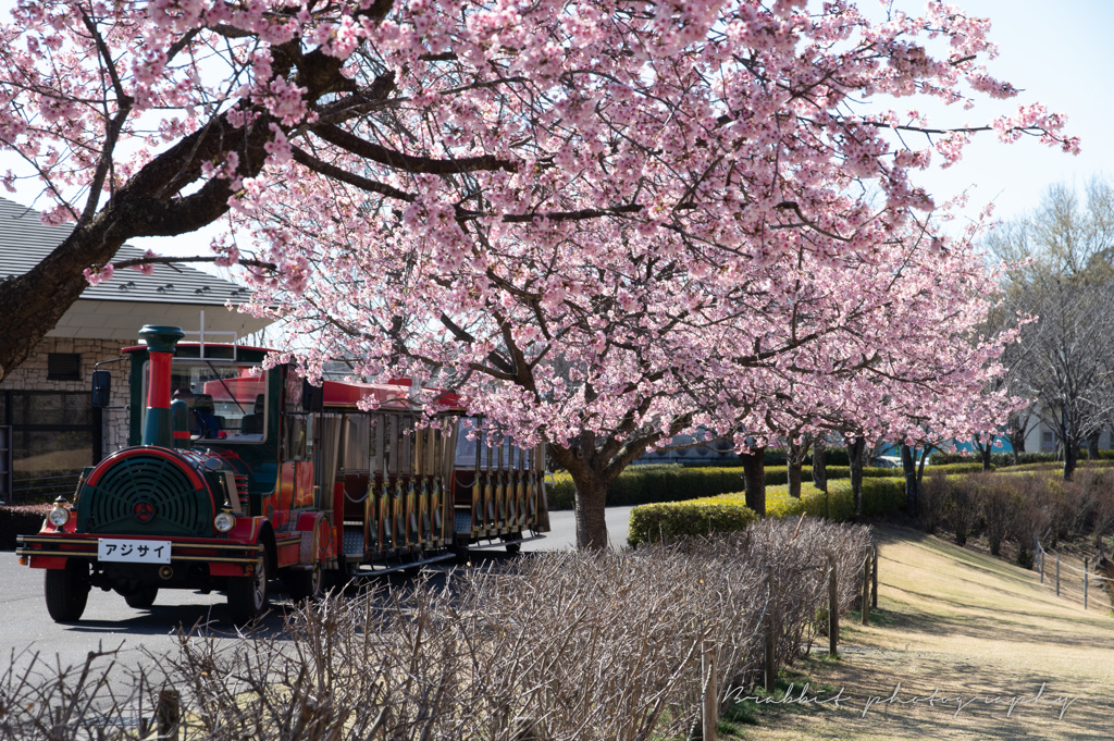 春色の公園