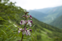 ヨツバシオガマ/四葉塩竃