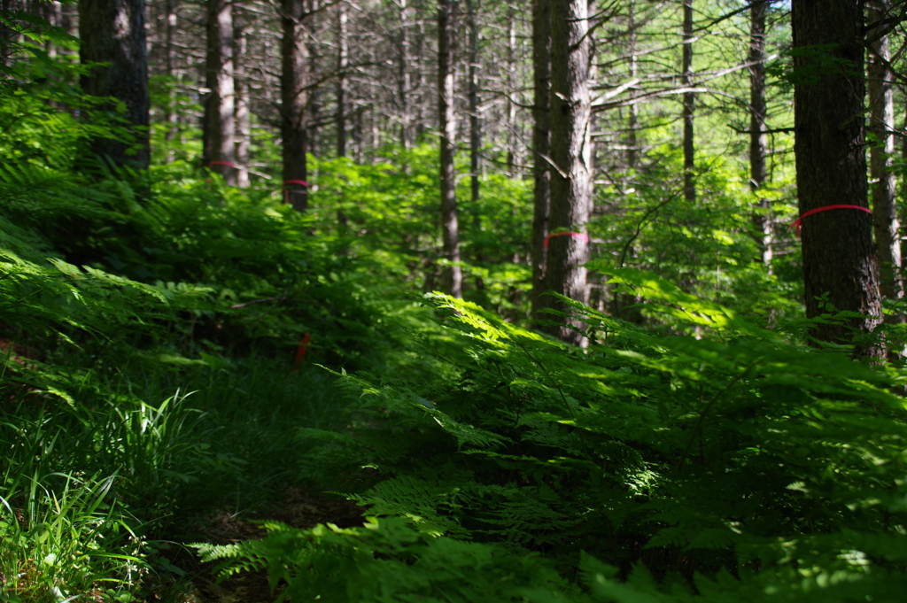 赤松林とシダの群生