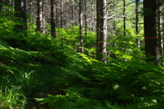 赤松林とシダの群生