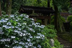 梅雨に佇む