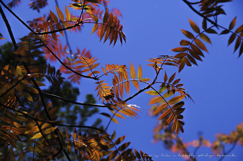 初夏の紅葉っ？