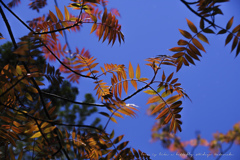 初夏の紅葉っ？