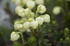 鈴なり　アオノツガザクラ　