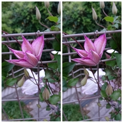 チャレンジ！Stereo Gram＠クレマチス