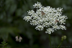 華やかな白い花