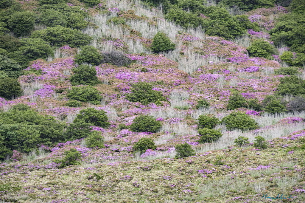九重、星生山の麓、ミヤマキリシマの群生