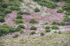 九重、星生山の麓、ミヤマキリシマの群生