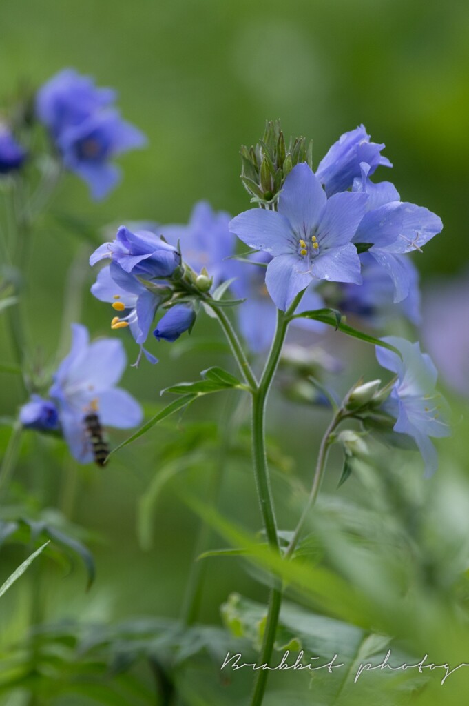 谷間にそよ風、しのぶ花