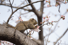 鎌倉・桜だより