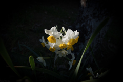 夕暮れ　木漏れ日　水仙