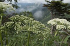 大花独活/オオハナウド