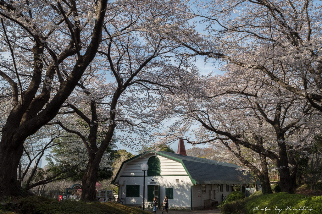 厩舎への桜のアーチ