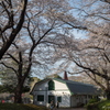 厩舎への桜のアーチ