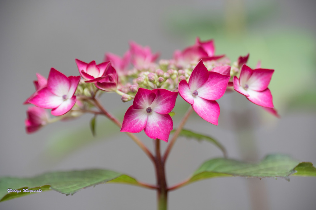 紫陽花