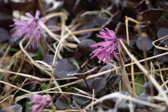 雪融けの花　ショウジョウバカマ