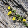 岩稜の花