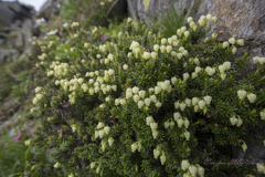 フレッシュな青の栂桜、栂桜とどんな関係？