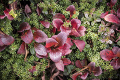 つややかに艶やかに