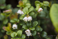 可憐なコケモモ