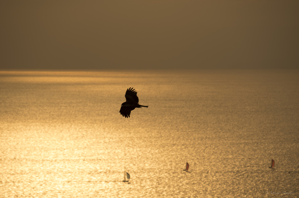 鳶の黄昏