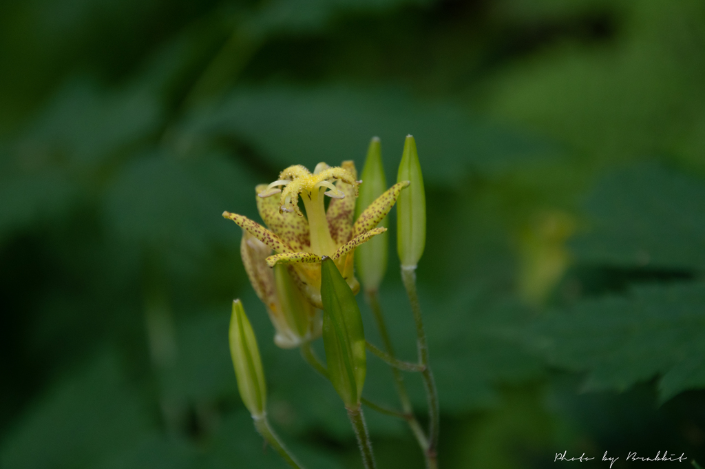 夏の花、今年も会えたね。