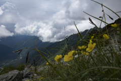 みちばたの花　やすらぐひととき