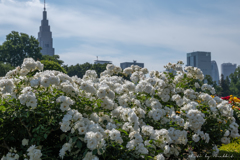 新宿御苑の薔薇