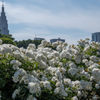 新宿御苑の薔薇