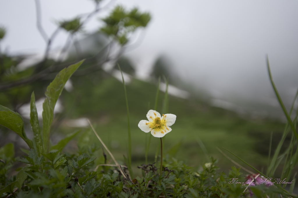 みちばたの花　やすらぐひととき（三輪草）