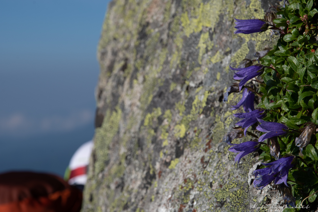 穂高、稜線の花