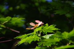 カエデの花