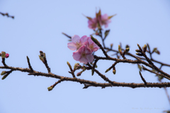 大寒の日の寒桜
