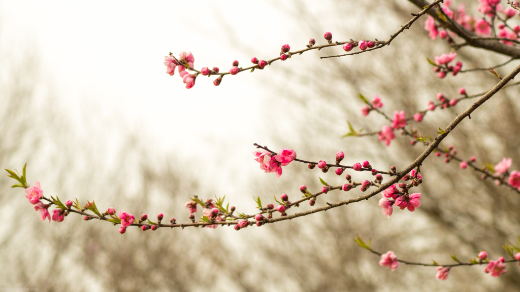 大楠山の春　桃の花