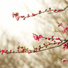 大楠山の春　桃の花